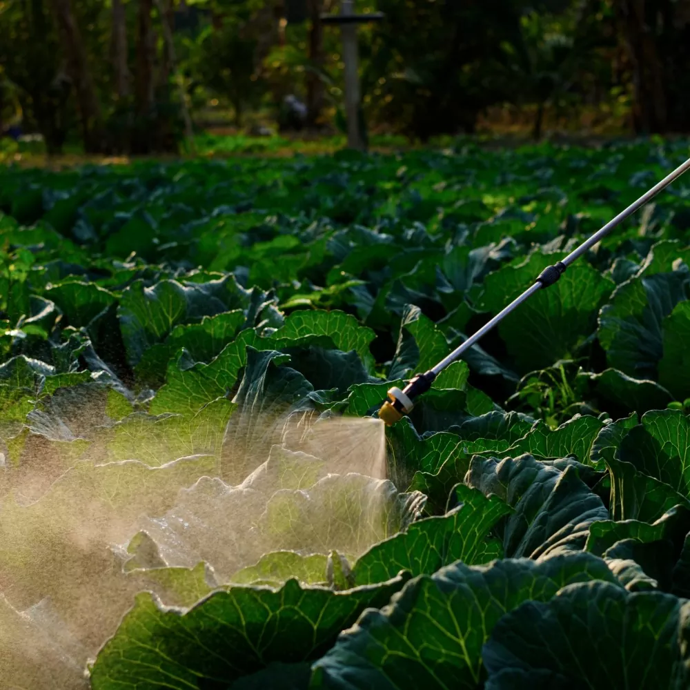Agricultura-Jardim